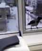 Стоит ли тревожиться о приметах, если воробей сел на ваше окно К чему птичка летает перед окном
