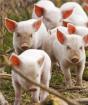 Простой бизнес для непростых ребят: фермерские риски свиноводства